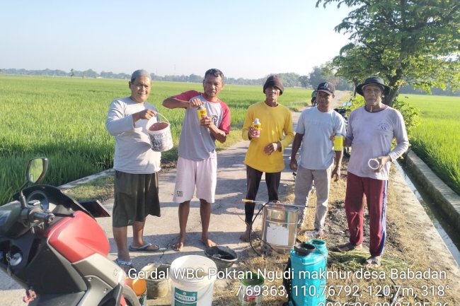 KELOMPOK TANI DESA BABADAN KARANGDOWO ADAKAN PENYEMPROTAN MASSAL ANTISIPASI HAMA WERENG MELUAS