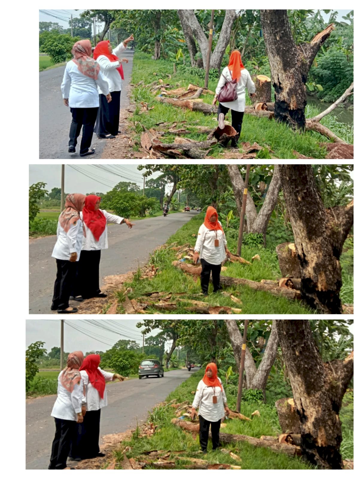 Pengecekan, Pembersihan & Penebangan Pohon di Wilayah Desa Bakungan Kecamatan Karangdowo