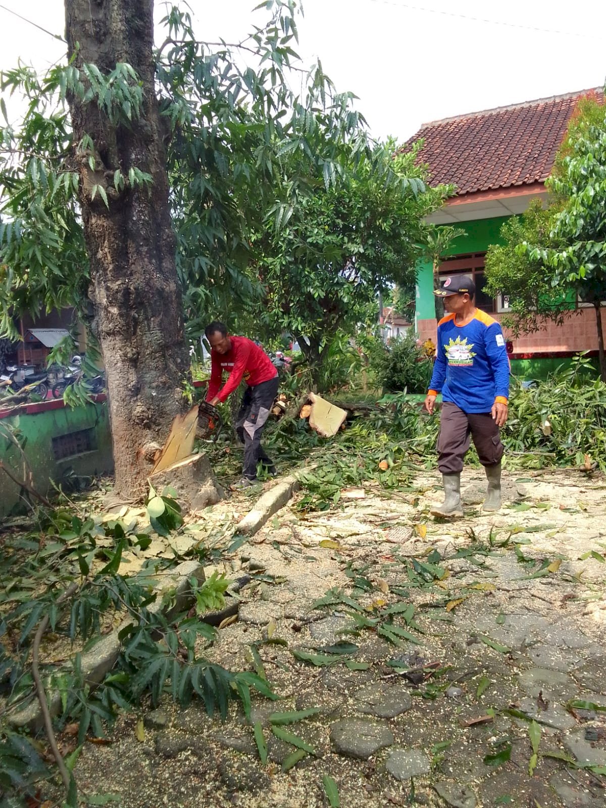GERAK CEPAT RELAWAN KARANGDOWO TANGANI POHON TUMBANG 